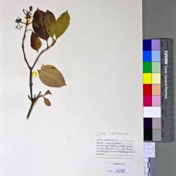 Viburnum cassinoides