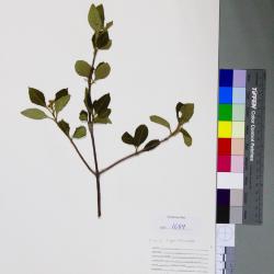 Viburnum cassinoides