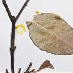Viburnum cassinoides