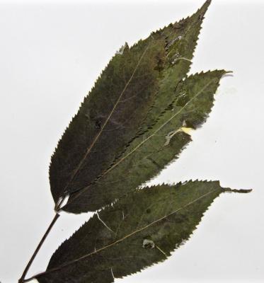Sambucus pubens