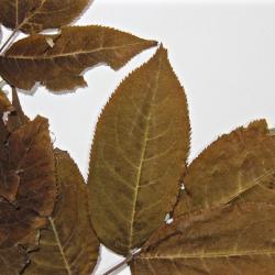 Sambucus pubens