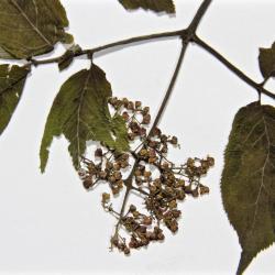 Sambucus pubens