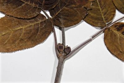 Sambucus pubens