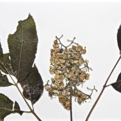 Sambucus pubens