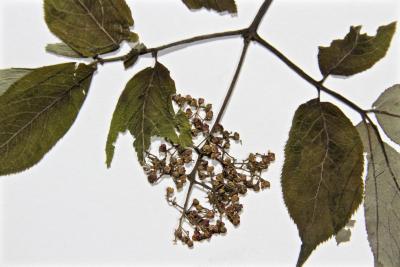 Sambucus pubens
