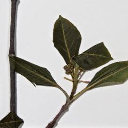 Viburnum cassinoides