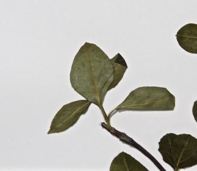 Viburnum cassinoides