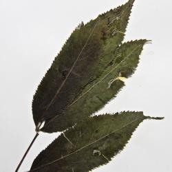 Sambucus pubens