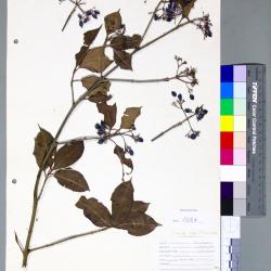 Viburnum cassinoides