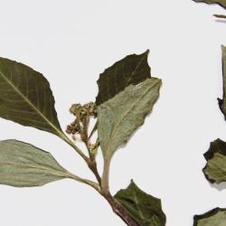 Viburnum cassinoides