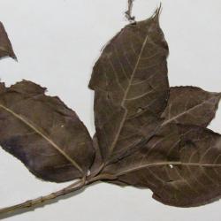 Viburnum cassinoides