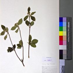 Viburnum cassinoides