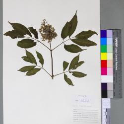 Sambucus pubens