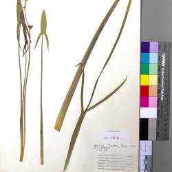 Sagittaria latifolia