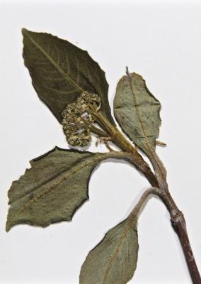 Viburnum cassinoides