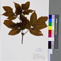 Sambucus pubens
