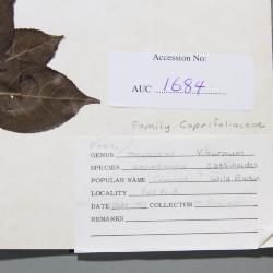 Viburnum cassinoides