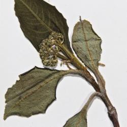 Viburnum cassinoides