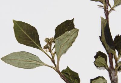 Viburnum cassinoides