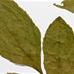 Sambucus pubens