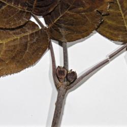 Sambucus pubens