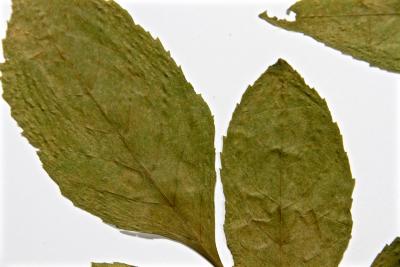 Sambucus pubens