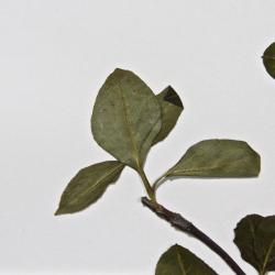 Viburnum cassinoides