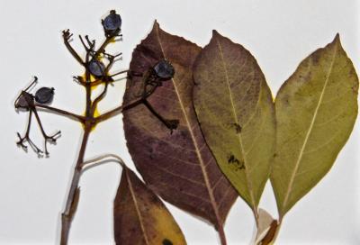 Viburnum cassinoides