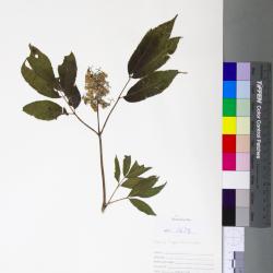Sambucus pubens