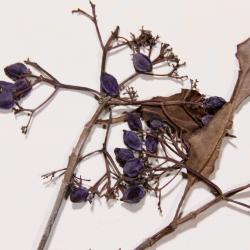 Viburnum cassinoides