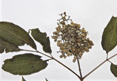 Sambucus pubens