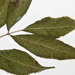 Sambucus pubens