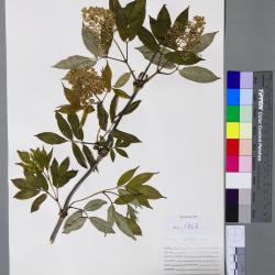 Sambucus pubens