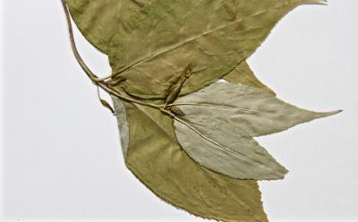 Viburnum lentago