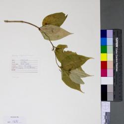 Viburnum lentago