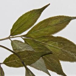 Sambucus pubens