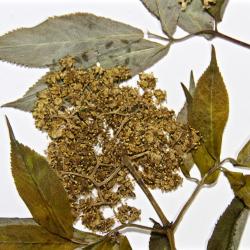 Sambucus pubens