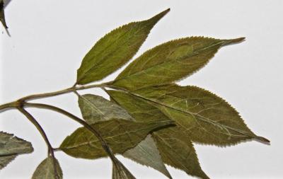 Sambucus pubens